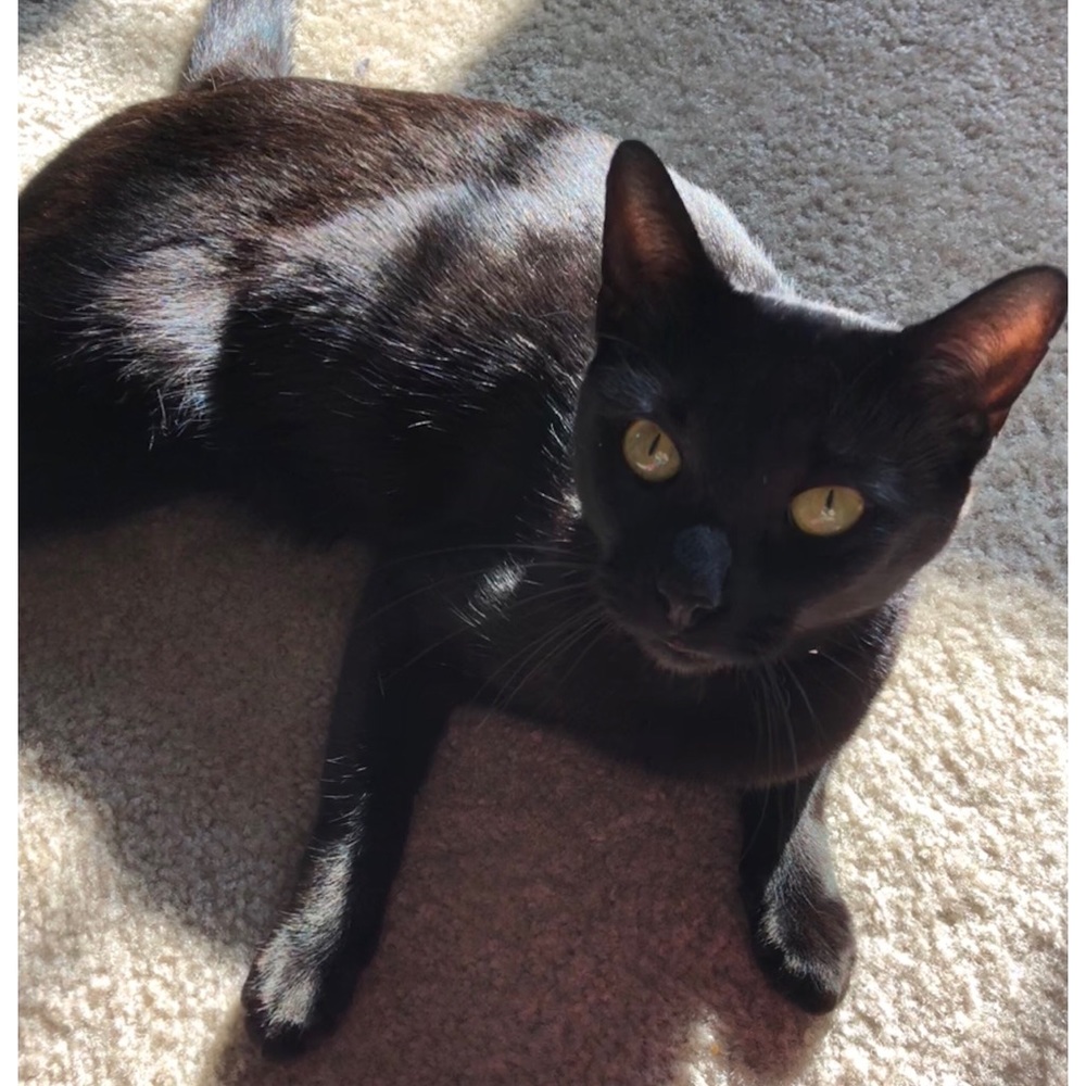 Meet your Posher, Jeanie